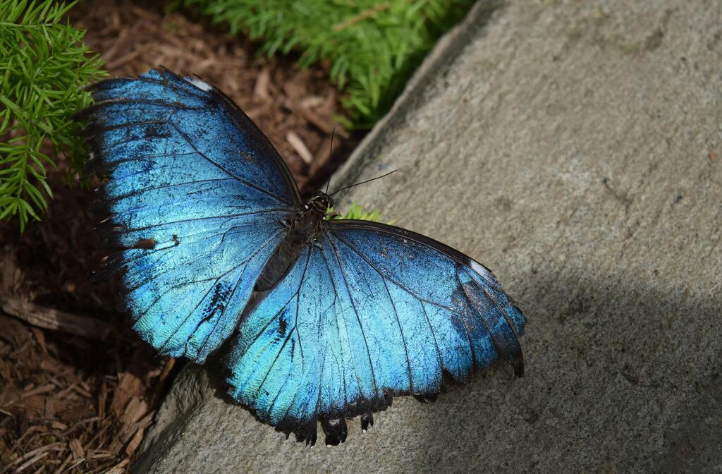 A blue and black butterfly sits on top of a multi-textured surface; wood planter framing, grass, wood chip.